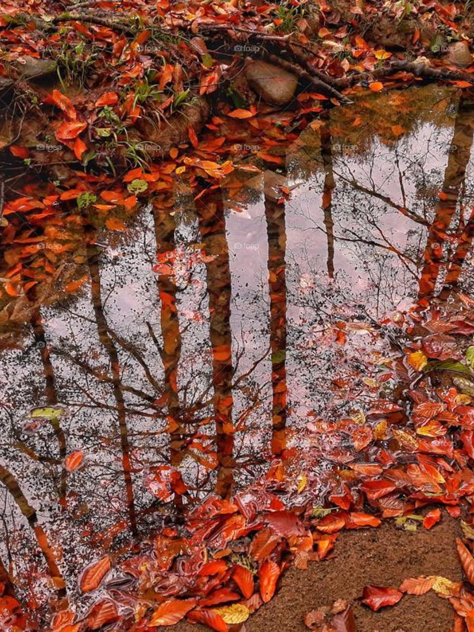 Colorful fall leaves cover the ground! I read somewhere, never forget the branches! Fall is beautifu! It is colorfu! It is a dream... but it is not the last world of the tree..