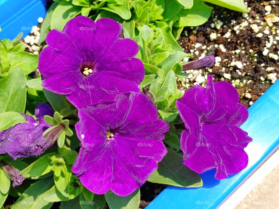 Petunias are one of the most popular garden bedding flowers. They have wide trumpet shaped flowers and branching foliage that is hairy and somewhat sticky. Petunias are prolific bloomers,south Korea