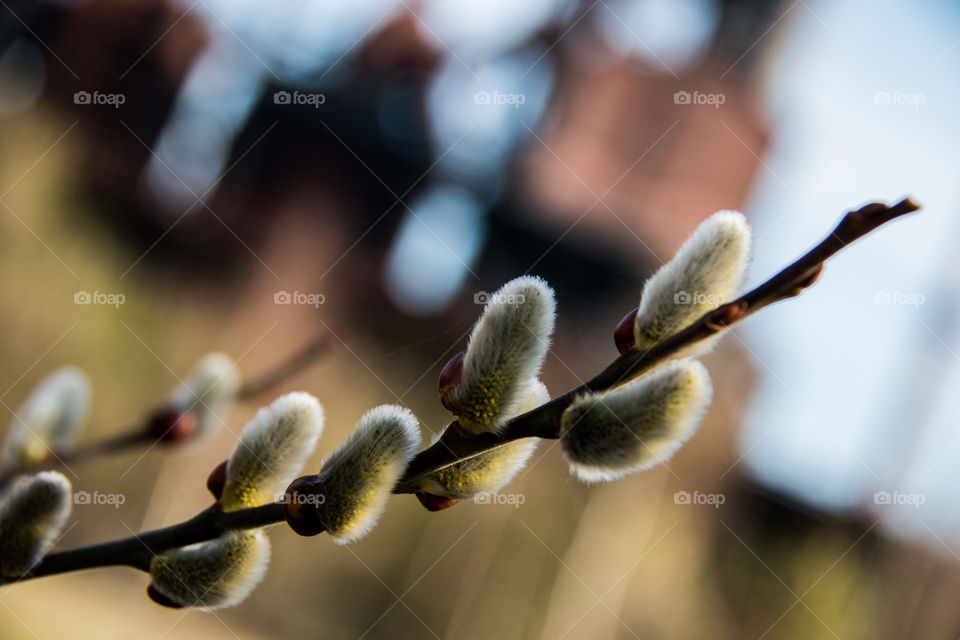 Willow in bloom