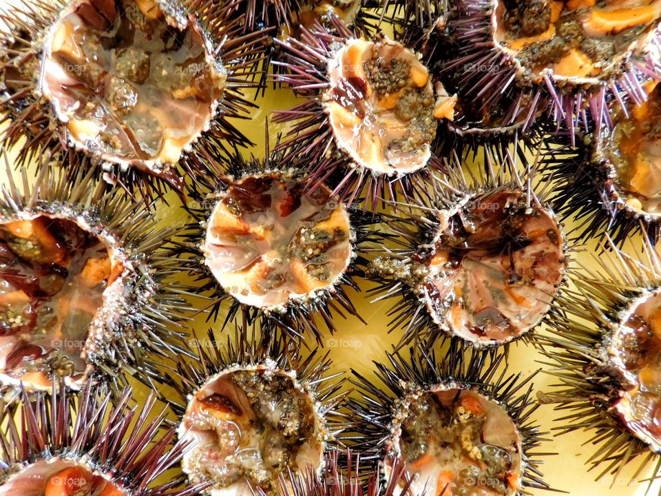 sea urchin