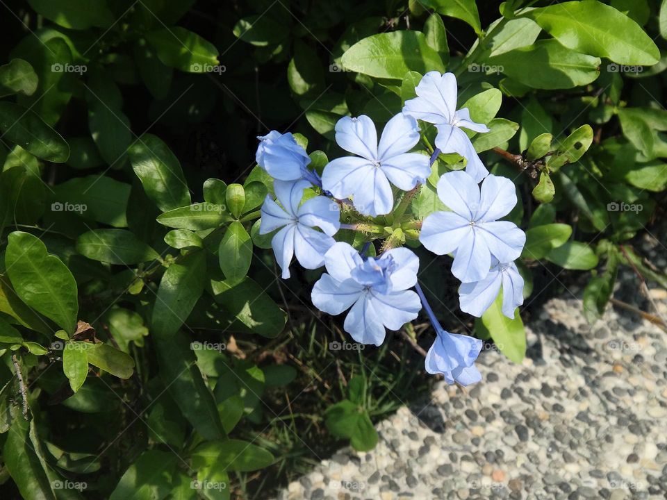 Plumbago