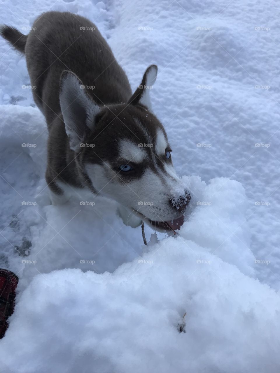 Just a husky eating some snow!!