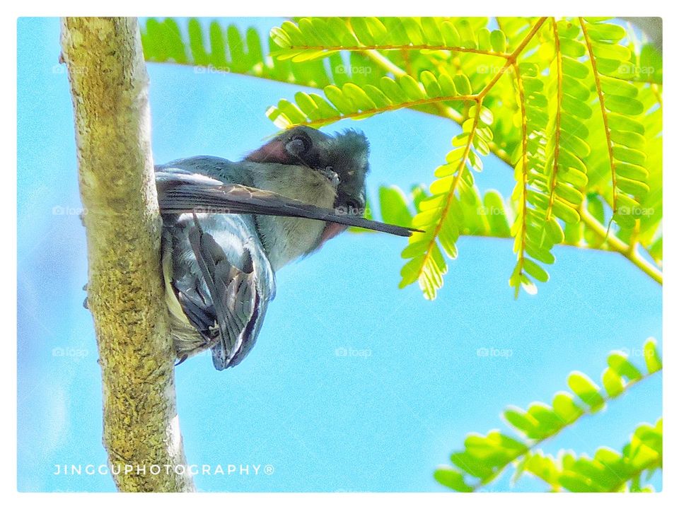 GRT(Grey Rumped Treeswift)