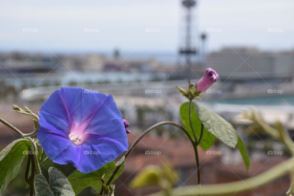 Flower at the Barcelona's Port