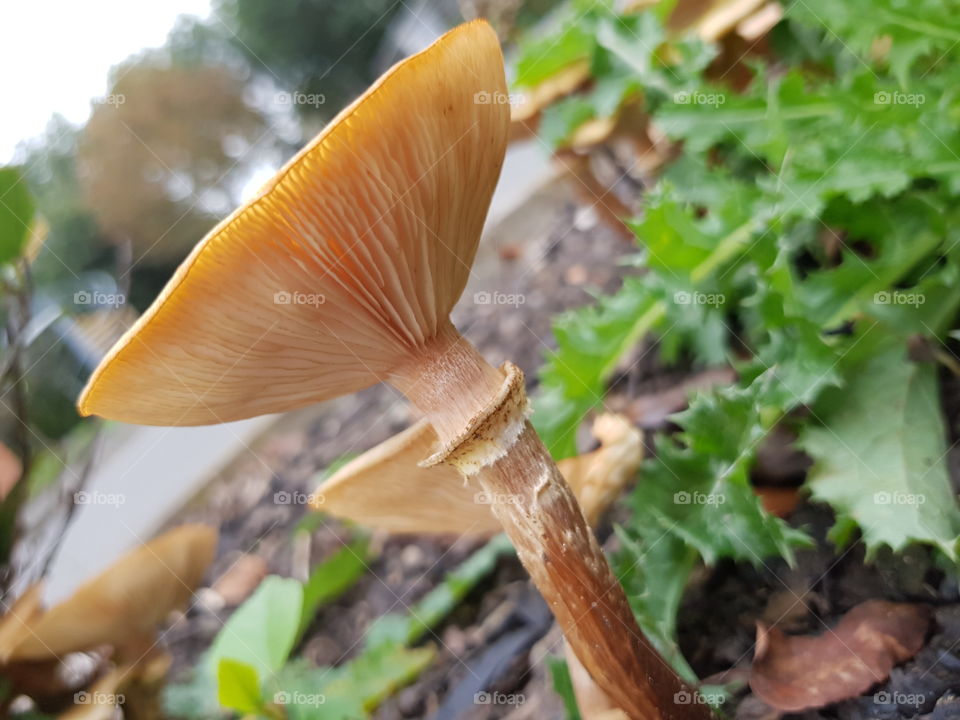 He's always a hit at parties as he's such a fungi. Golden coloured Armillaria, Honey mushroom.