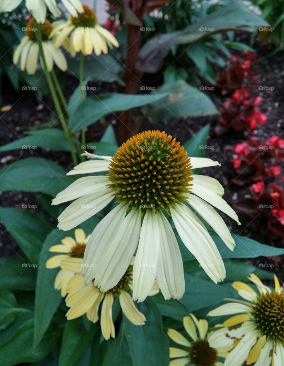 Coneflower 