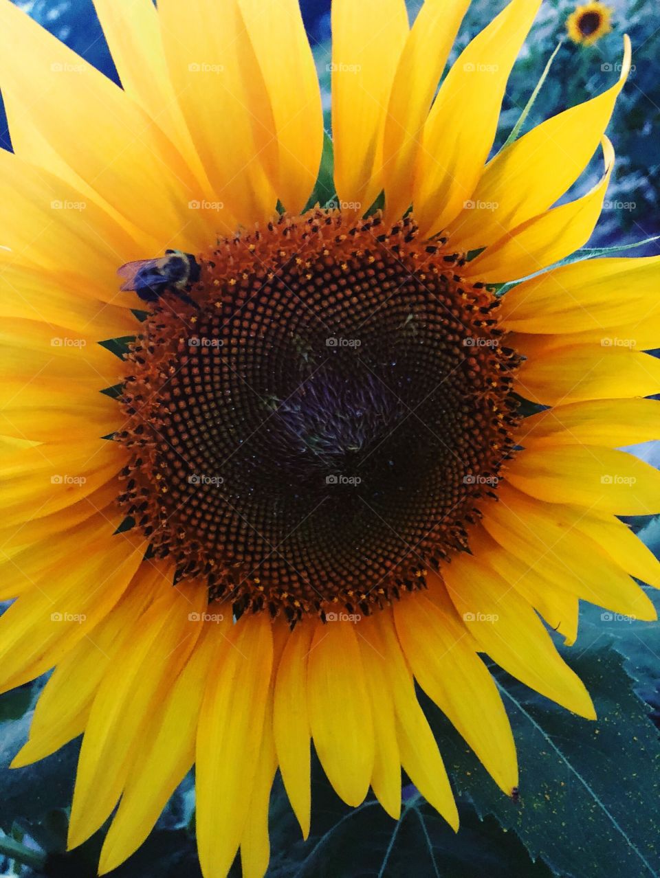 Bumblebee on a sunflower 