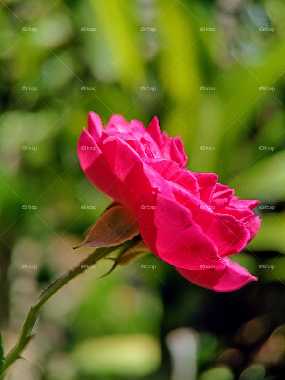 Close up side view of a rose flower.