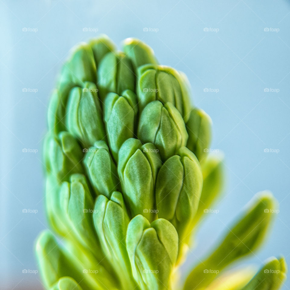 Hyacinth flowers