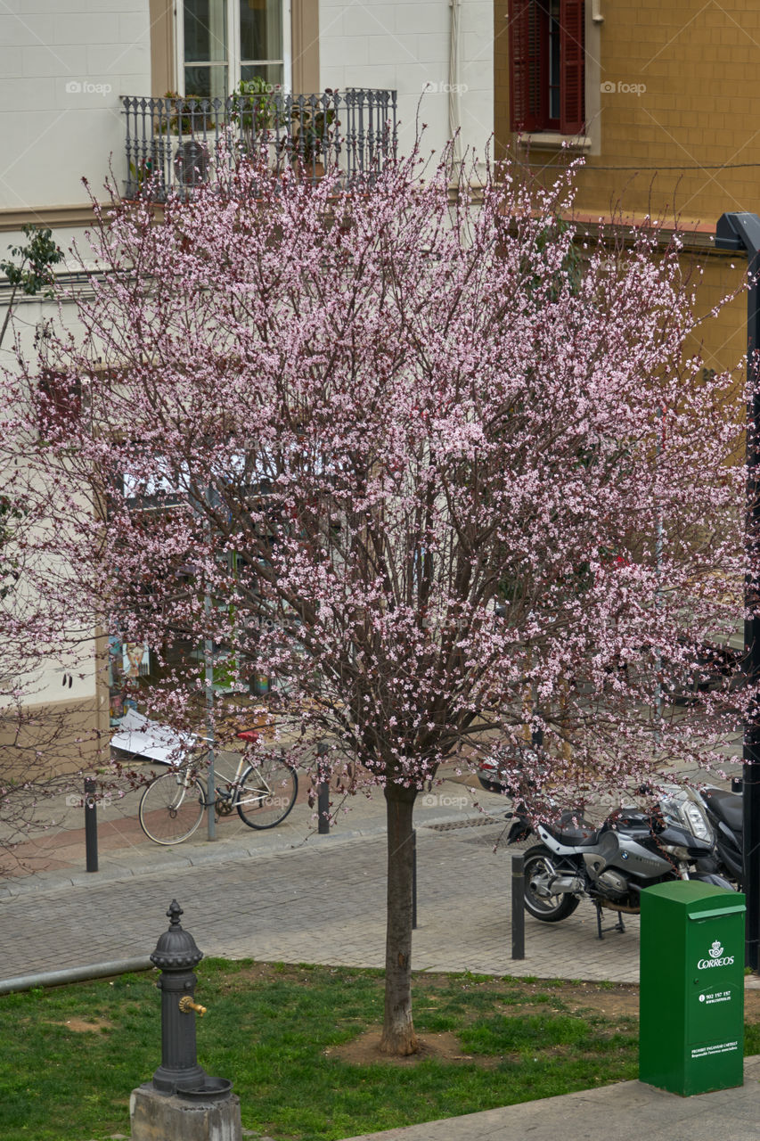 Cerezos de la ciudad