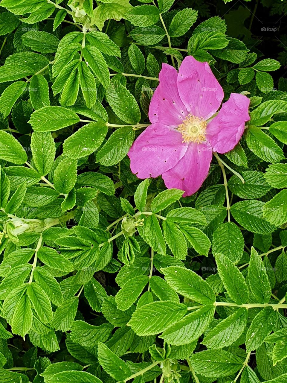 Rosehip flower on a background of leaves