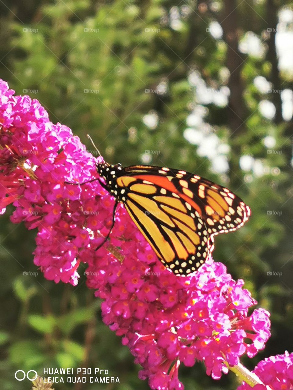 Monarch butterfly sucking nectar from a pink flower. Bushy, green trees as a background.