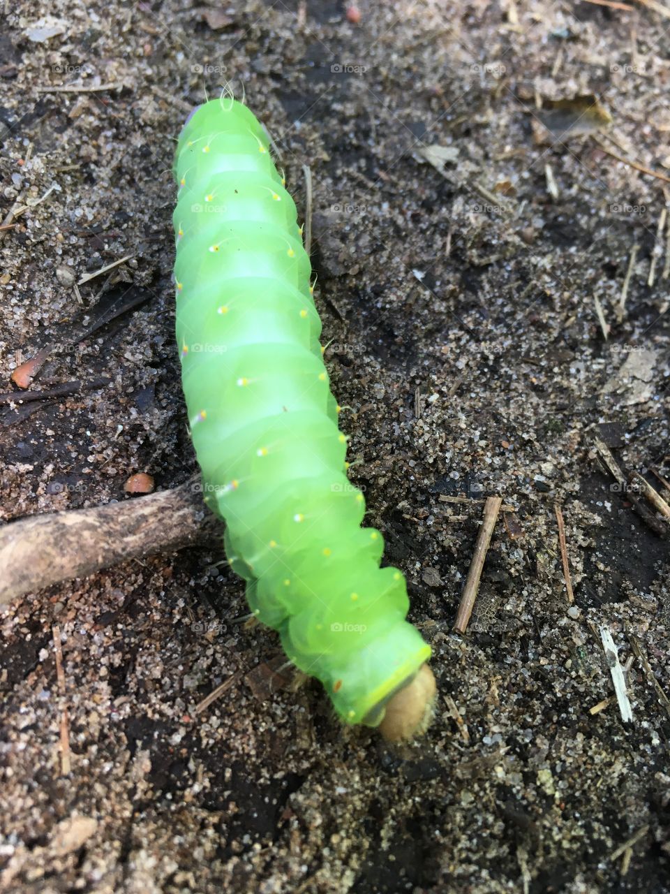 Green Caterpillar