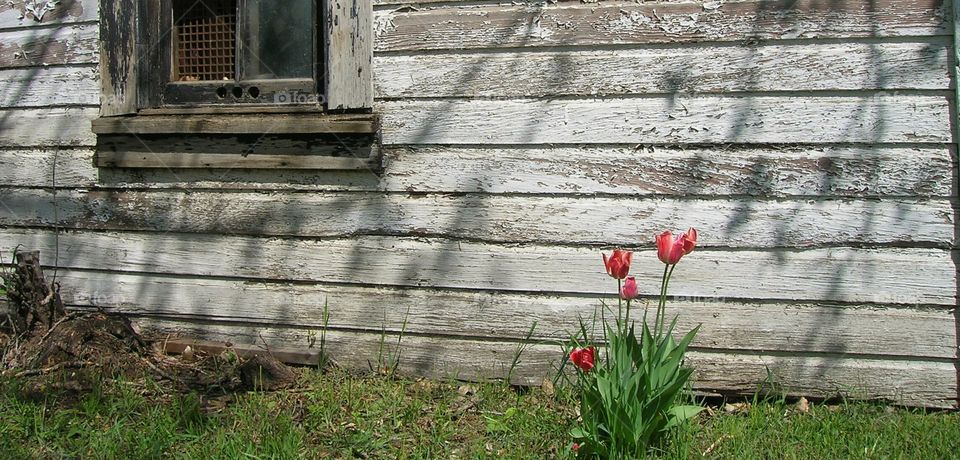 tulips by the shed