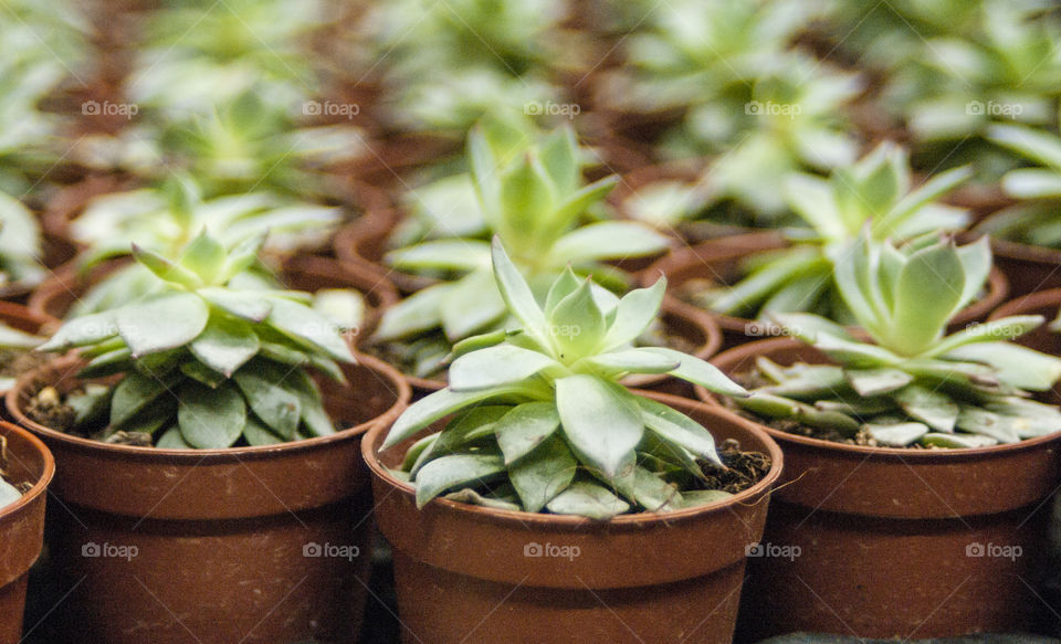 Cacti in pots