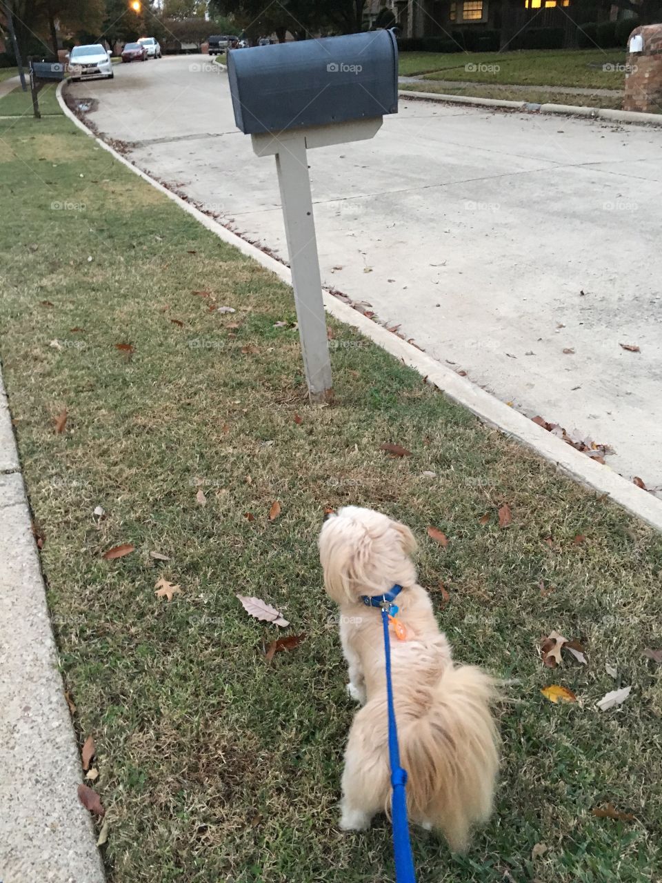 Barney and the Mailbox