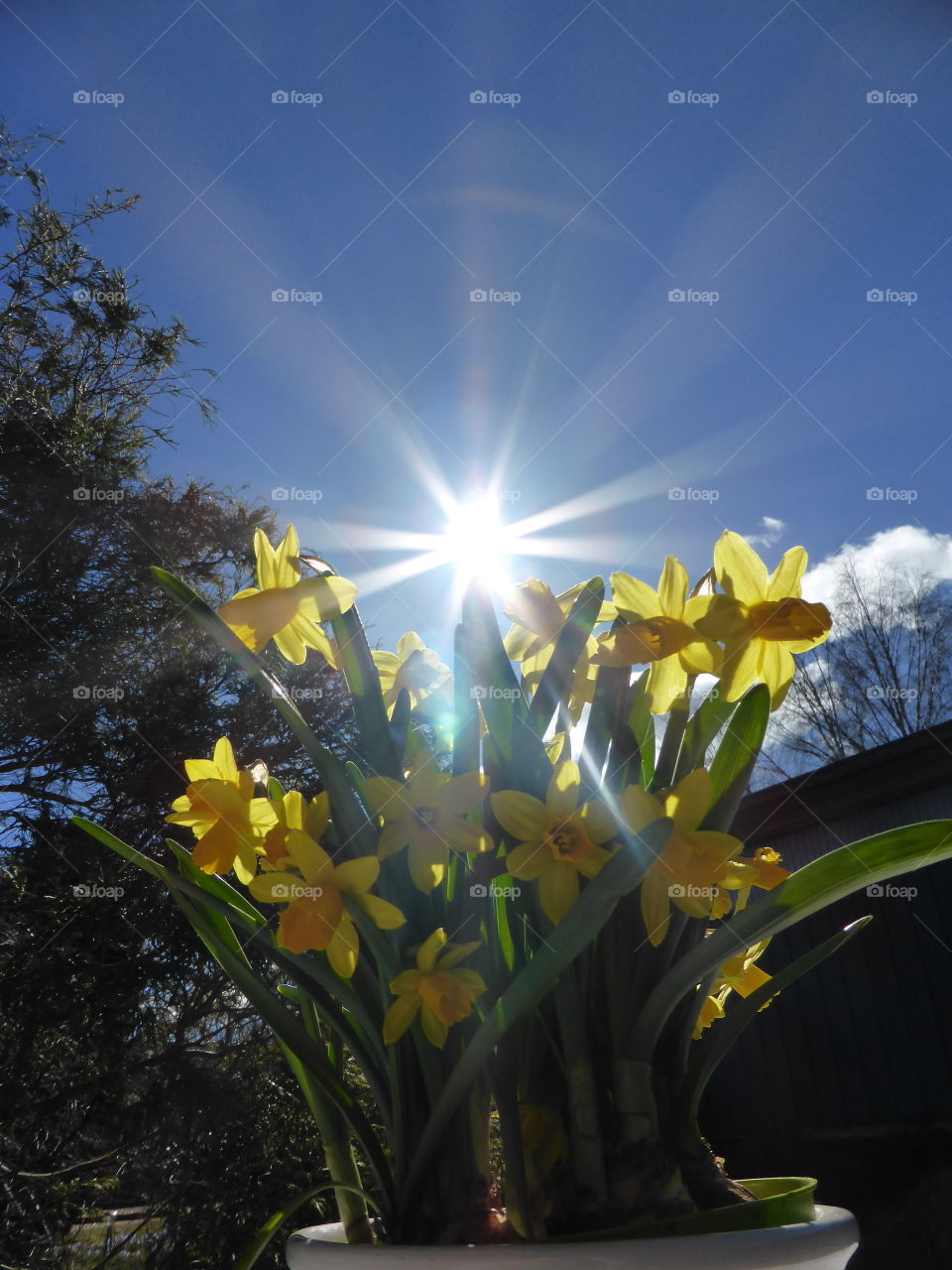 Daffodils  in sunshine