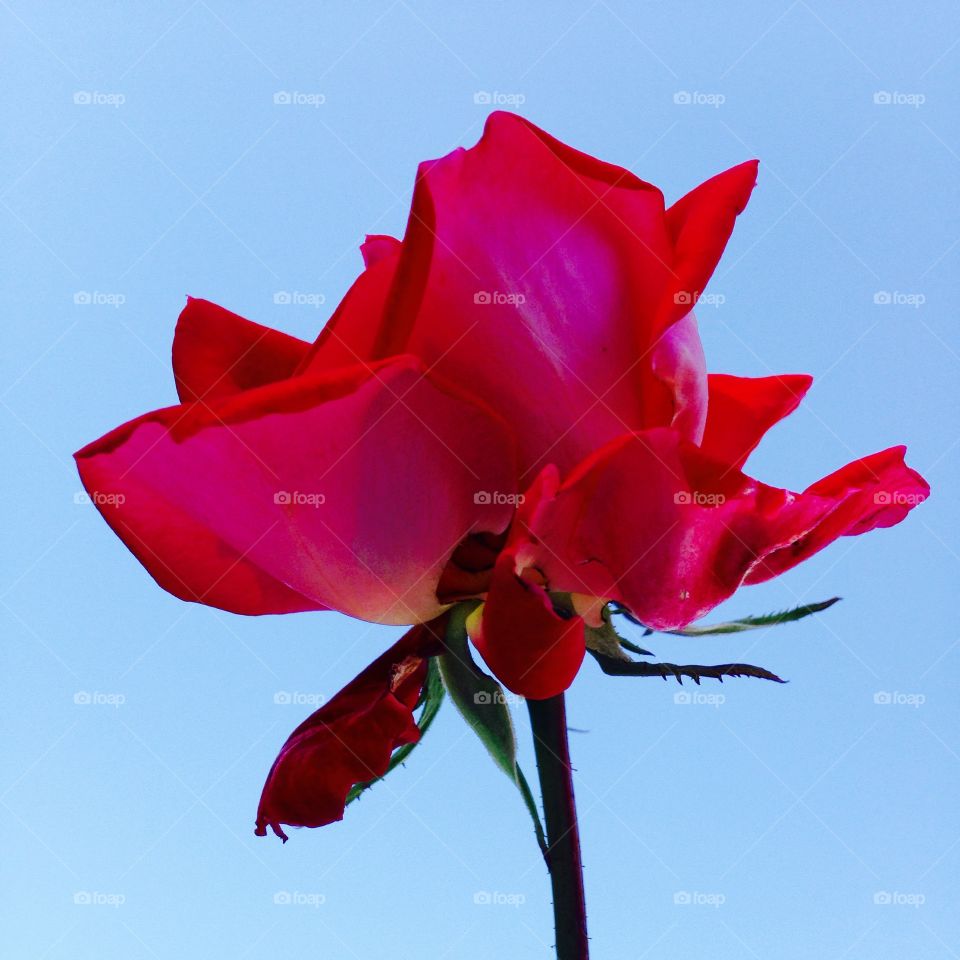 The beautiful single red rose, seen against a flawless blue sky! This grew on a long stem.