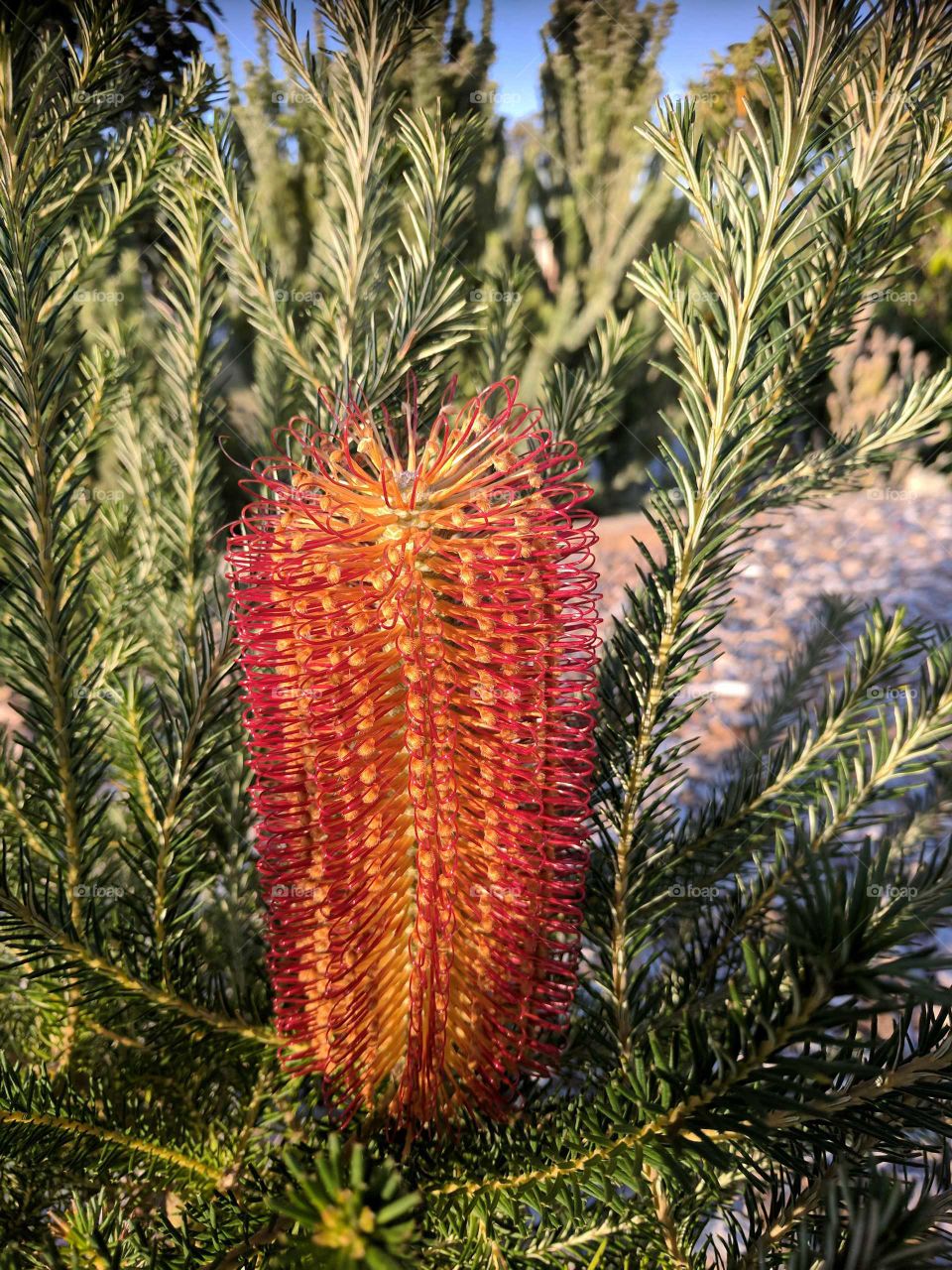 Australian Native banksia