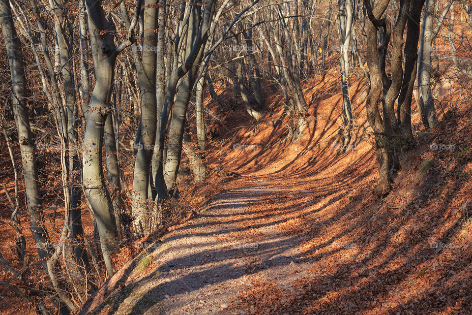 Amazing autumn scene in the woods with beautiful shadows of trees