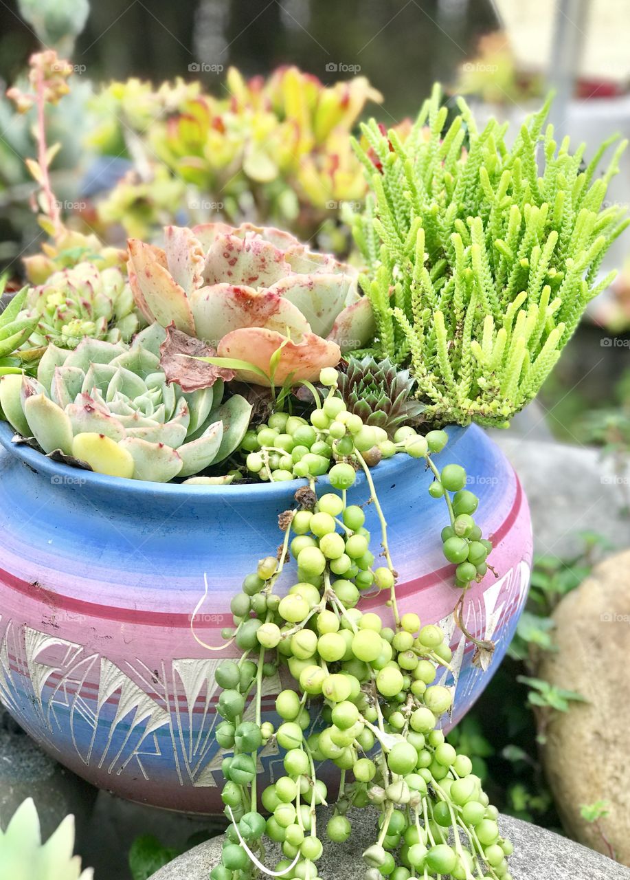 Succulents