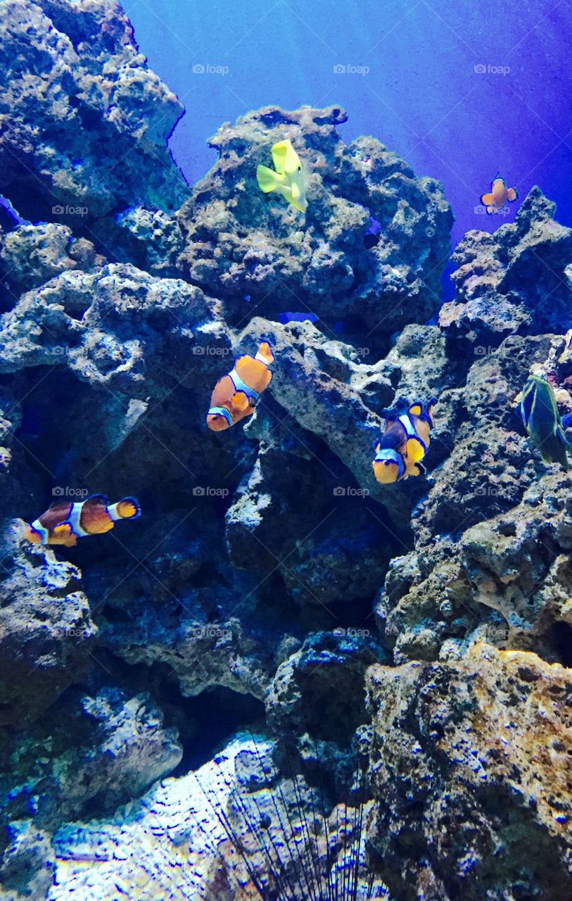 Nemo friends 