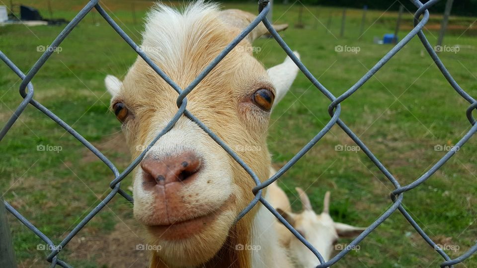 goats and fence