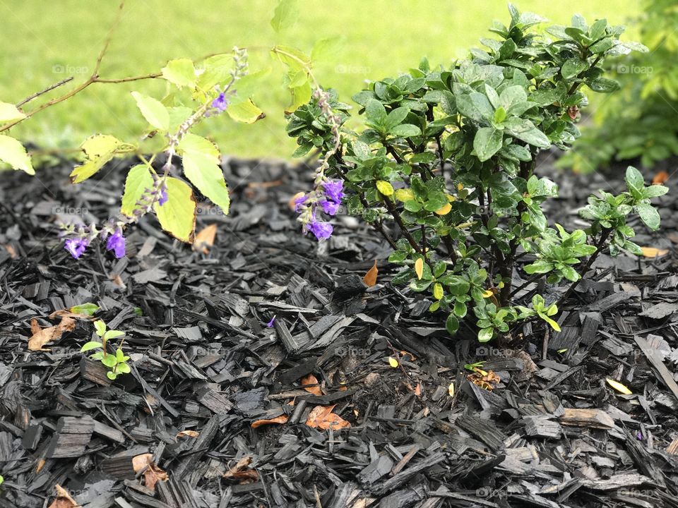 Beautiful bush in mulch bed next to flowers.