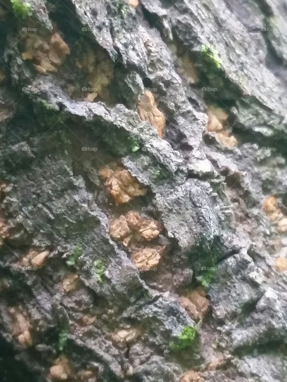 rough tree trunk