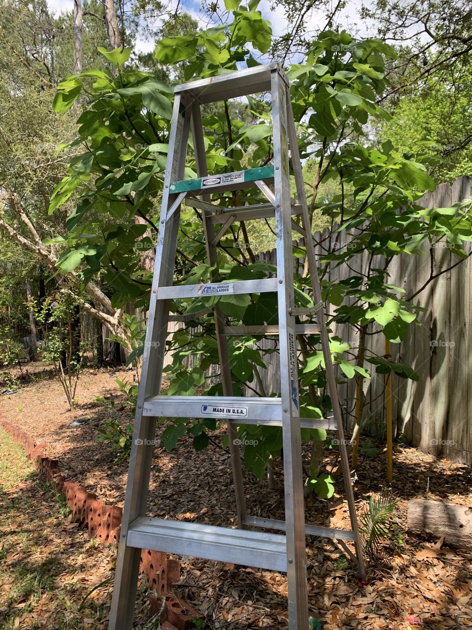 L - Ladder - trimming the top of the fig tree. A ladder is usually placed vertically against a wall or tall object to provide a method of climbing up and down