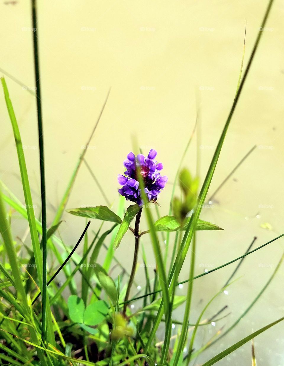 Purple flower at the pond