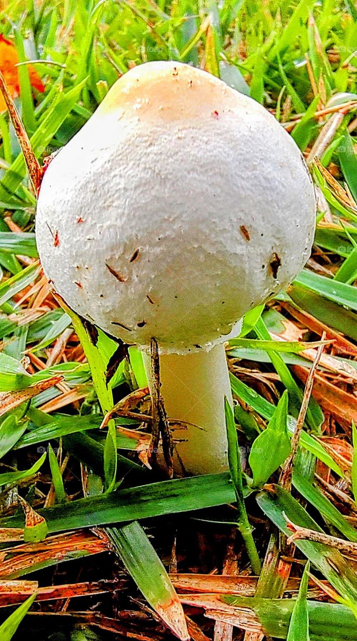 Mushroom