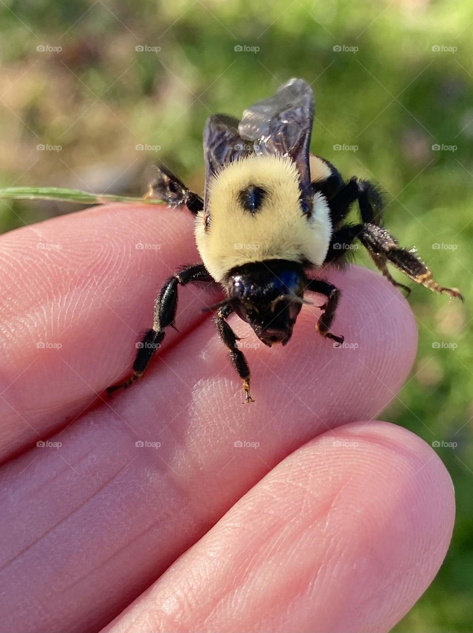 Holding a carpenter bee, they usually don’t sting