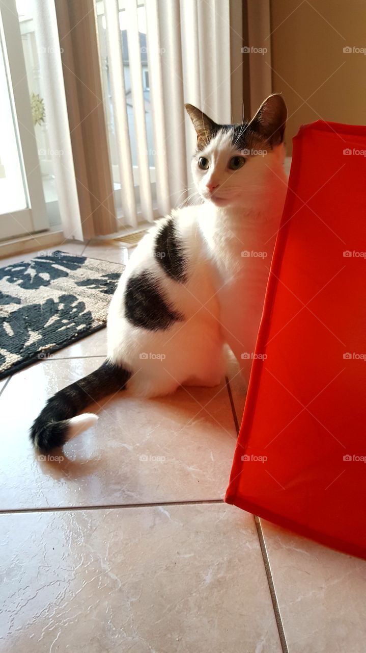 Kitty playing Peek-A-Boo