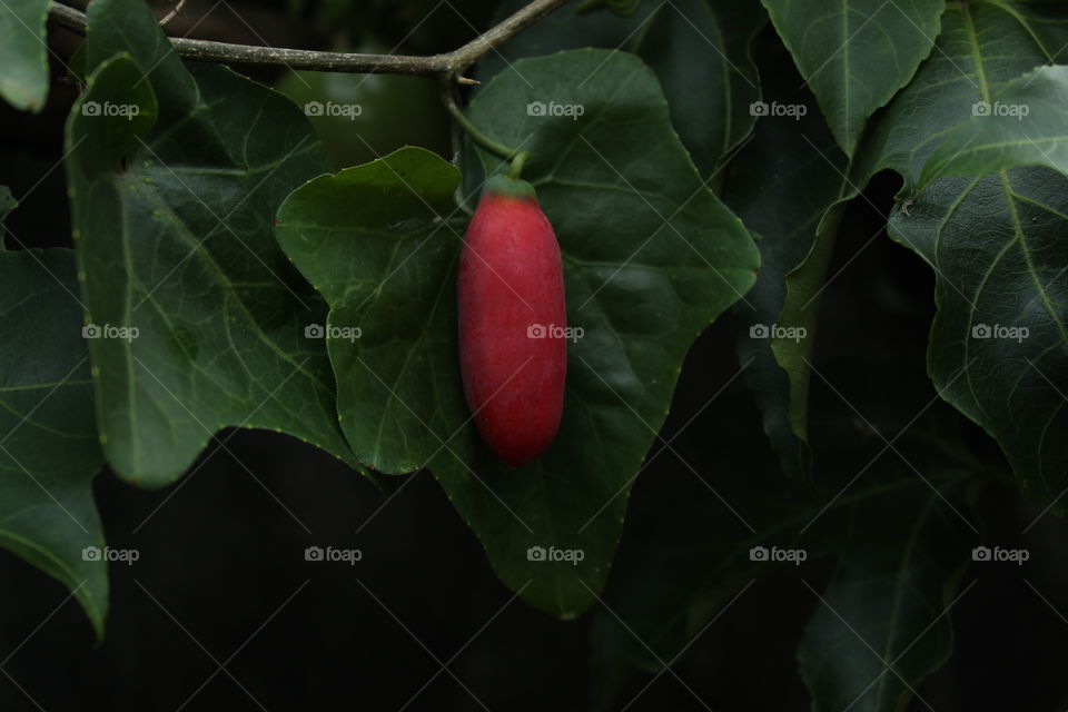 loyal fruit Frome my home garden