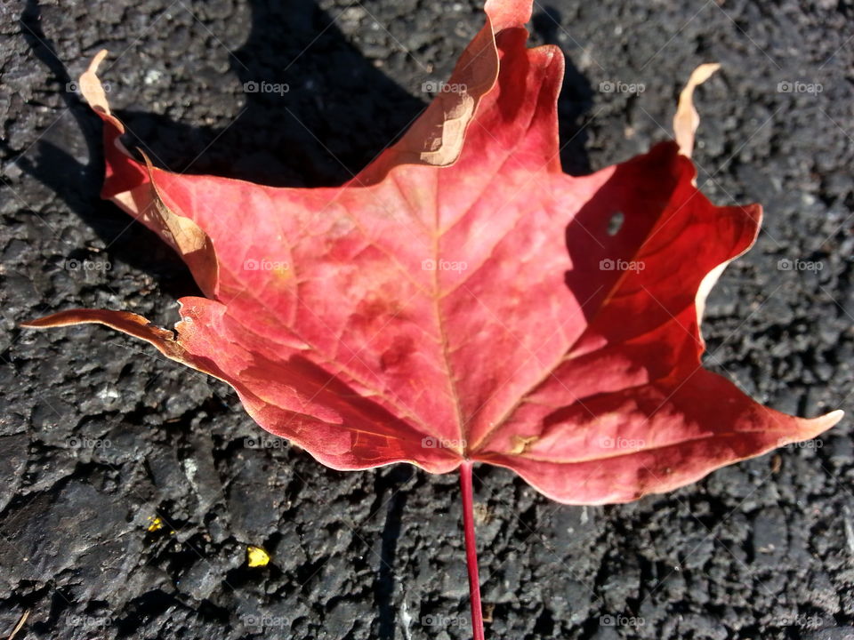 autumn. leaf