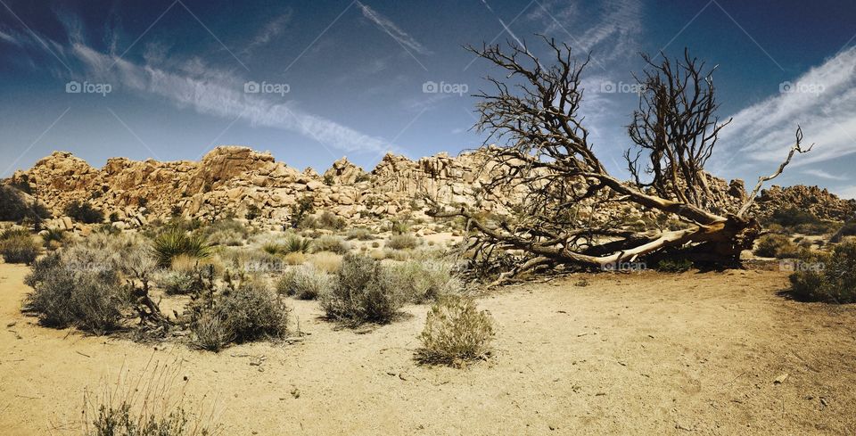 Fallen tree in Joshua Tree. 