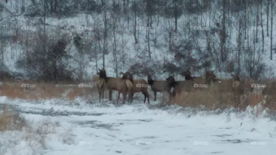 Elk pics