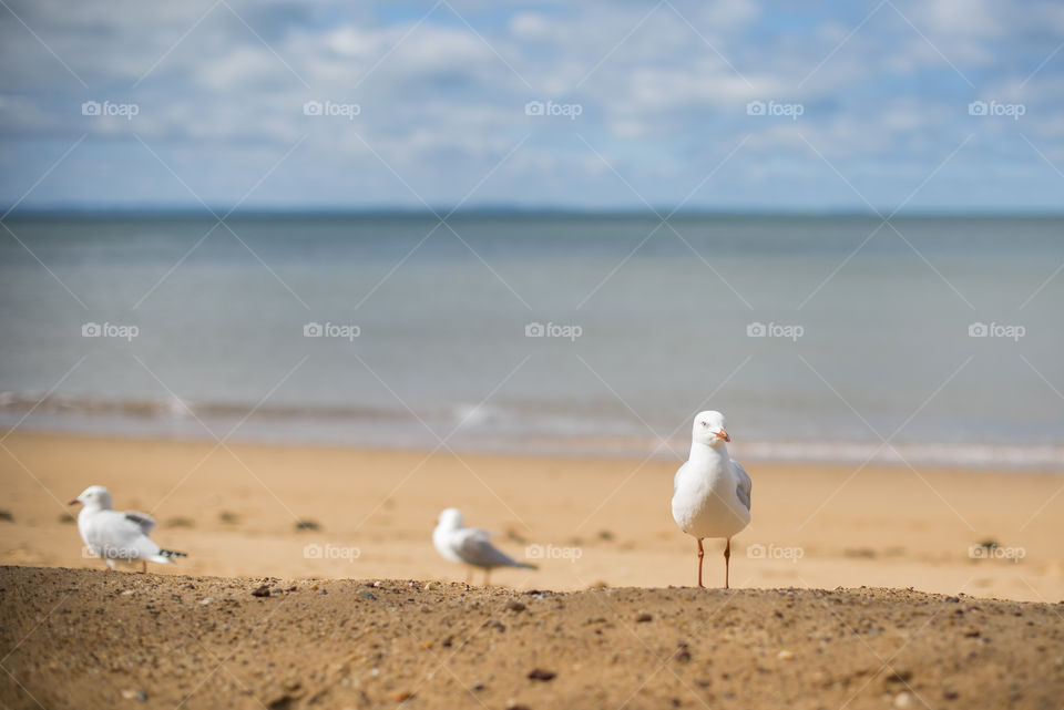 Seagulls at the white sand beach