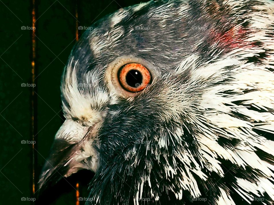 One pogeon bird closeup shot