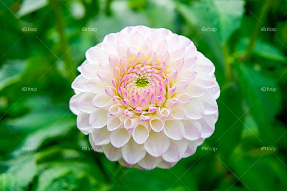 white flower in garden