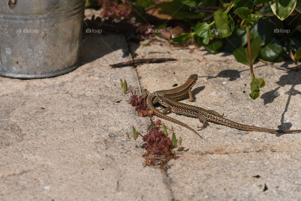 lizards in single tail