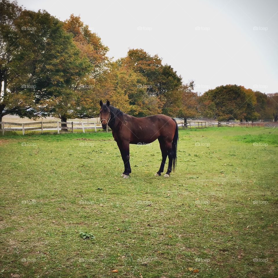 I love driving through the country and seek these beautiful creatures  