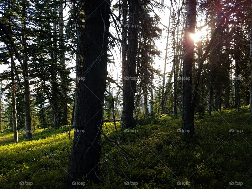 Sunrise view of forest trees