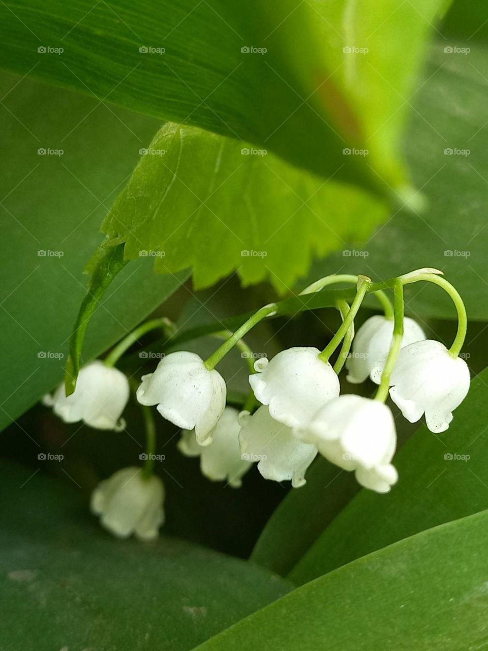 lily of the valley – a delicate spring flower