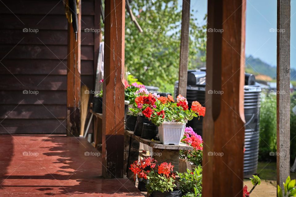 Backyard area of my home, where flowering plants are always around us and making the space  more lively and nature friendly.