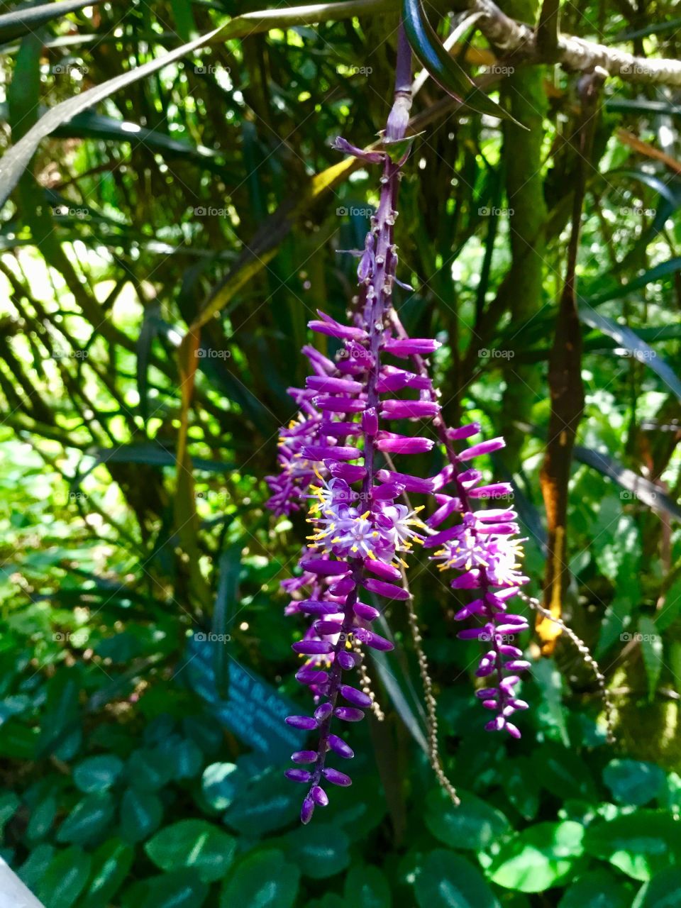 At Hawaii Tropical Botanical Garden