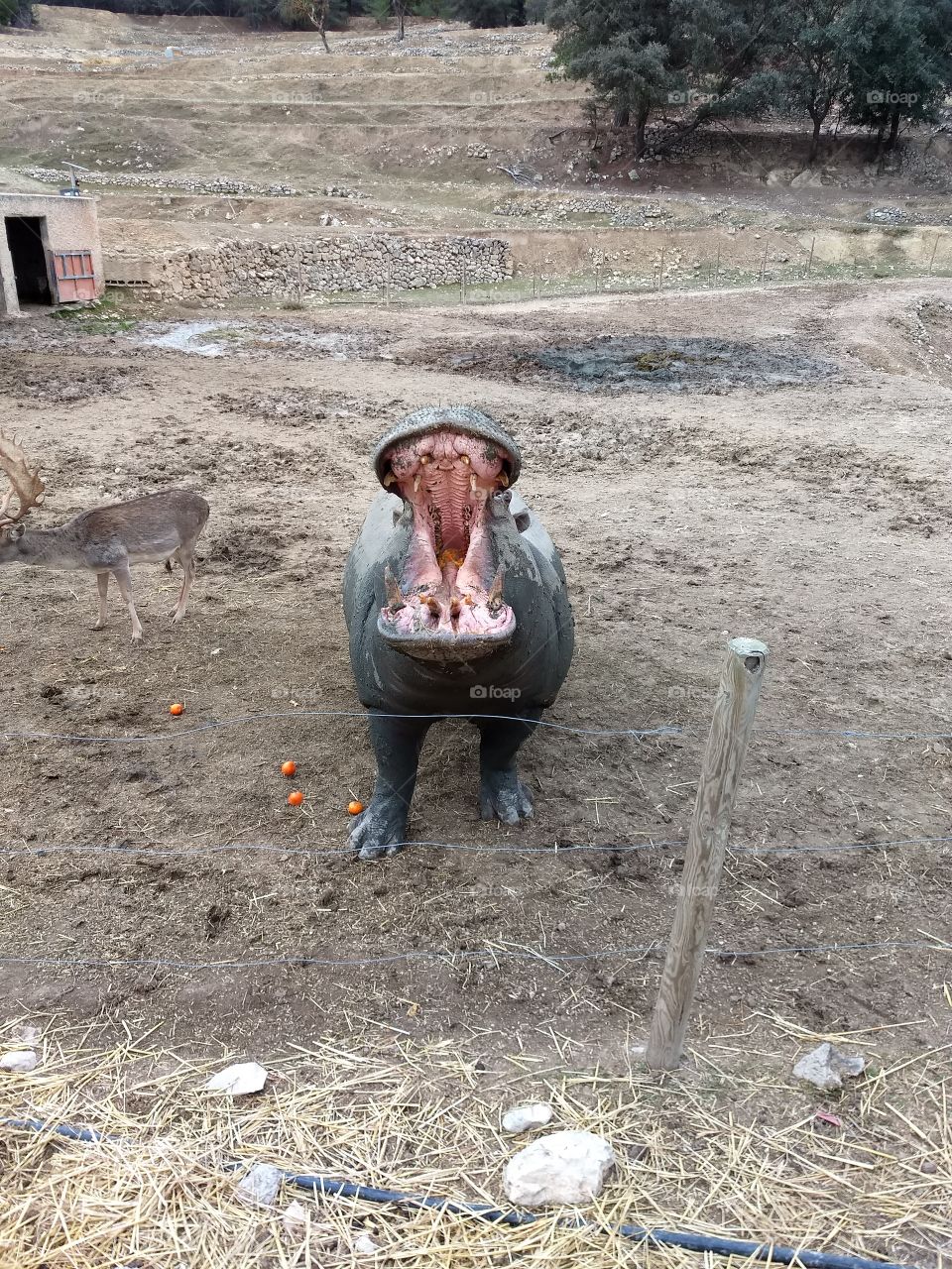 Hippo