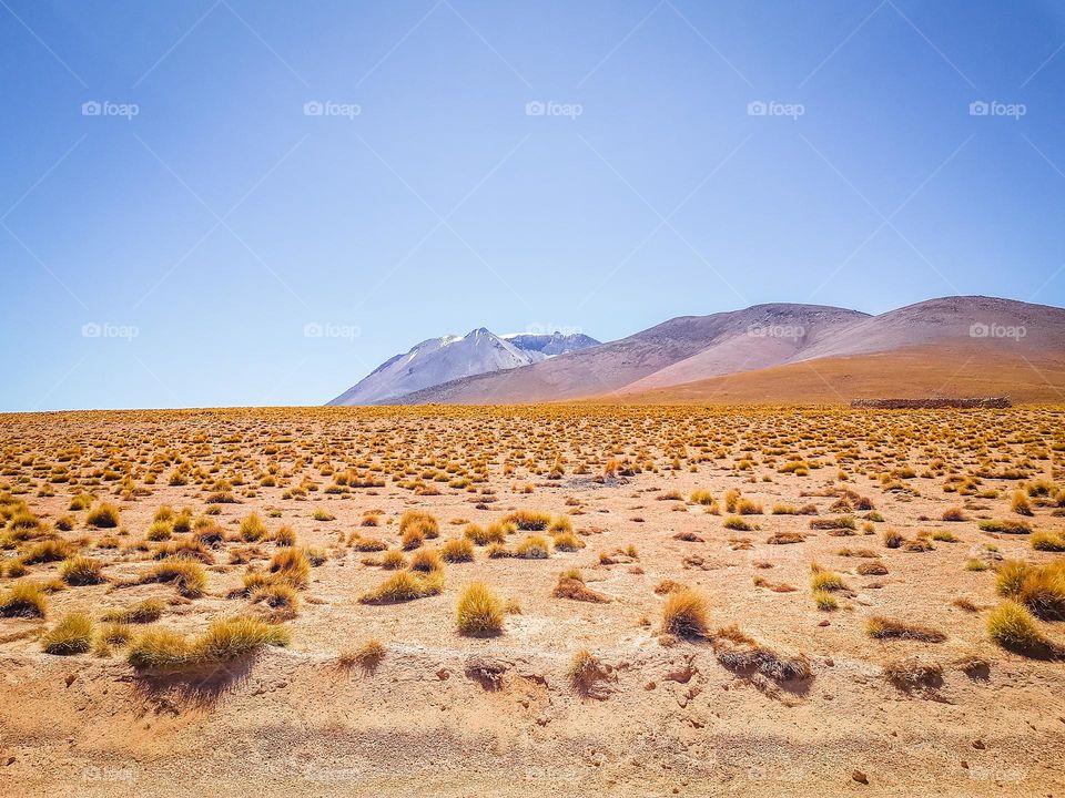 Desert landscape