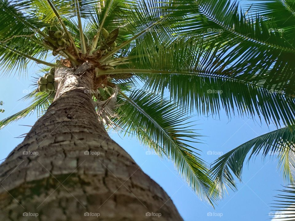 coconut. coconut and Sky, drinking
